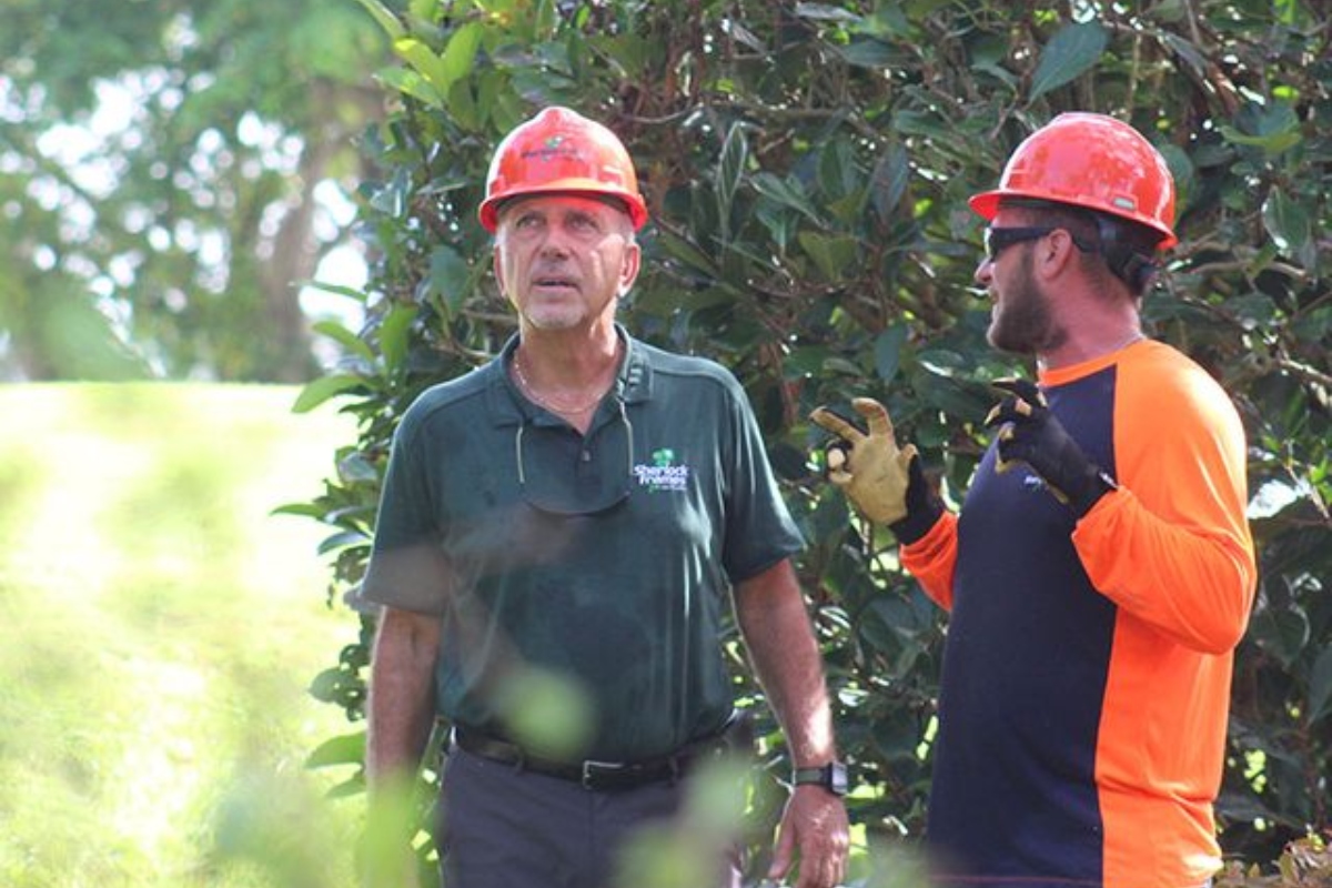 Closeup of two Sherlock Tree Company crew members in orange hard hats discussing tree conditions while looking up into the canopy during an on-site assessment.