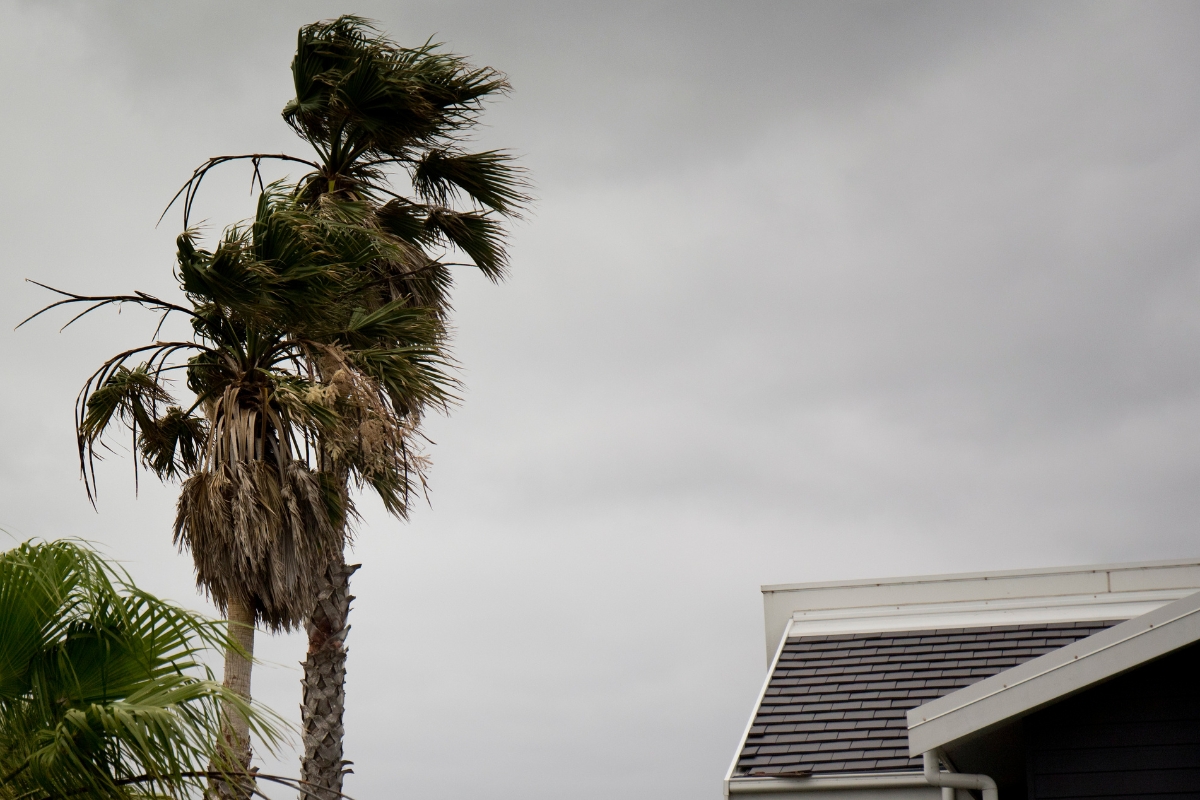 Tall palm tree bending in high winds against dark storm clouds in South Florida.