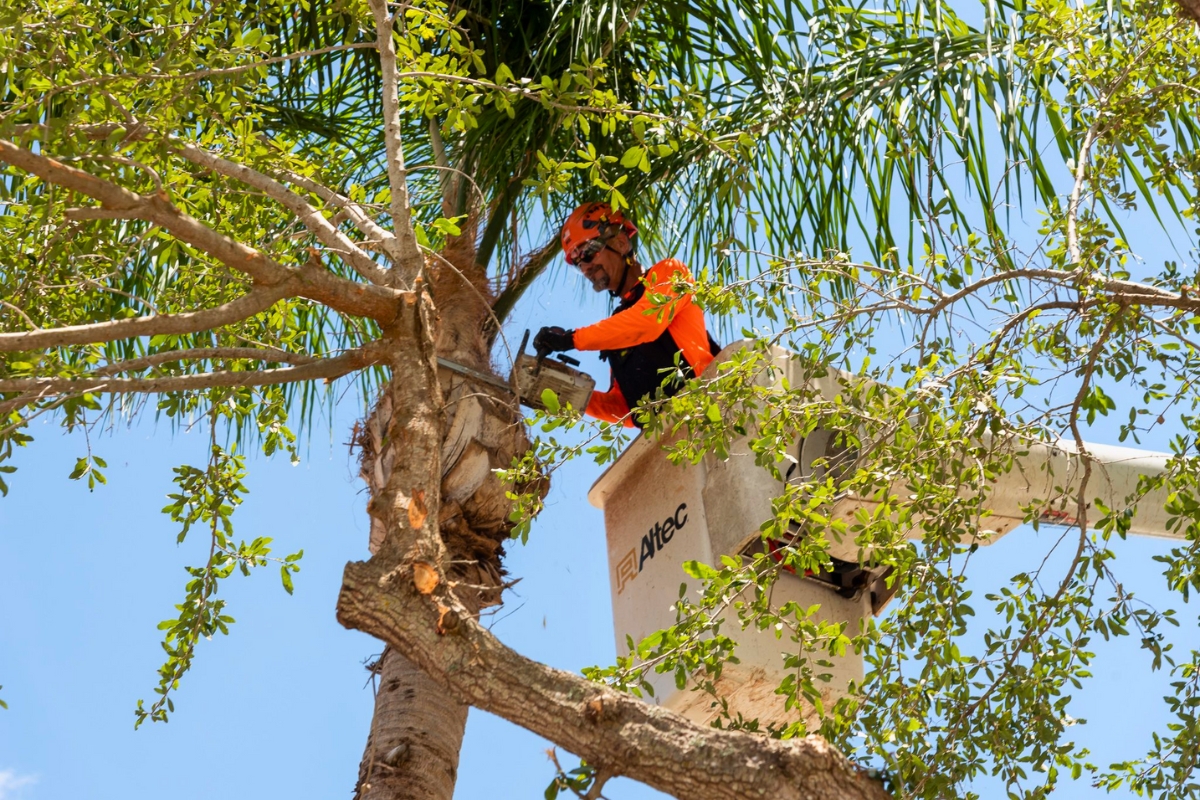 ISA-certified Sherlock arborist in a bucket lift pruning storm-damaged palm branches during tree restoration in South Florida.