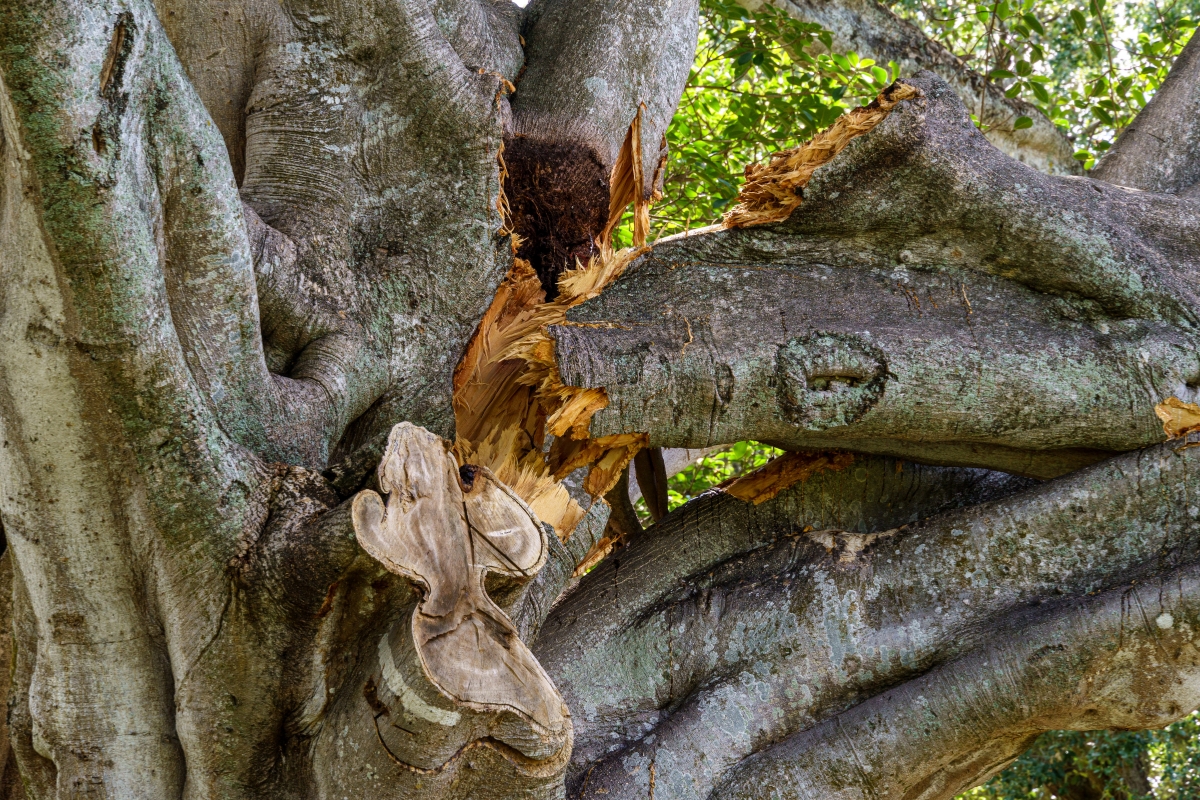Close-up of splintered tree branch union showing severe structural failure caused by severe storm winds in South Florida.
