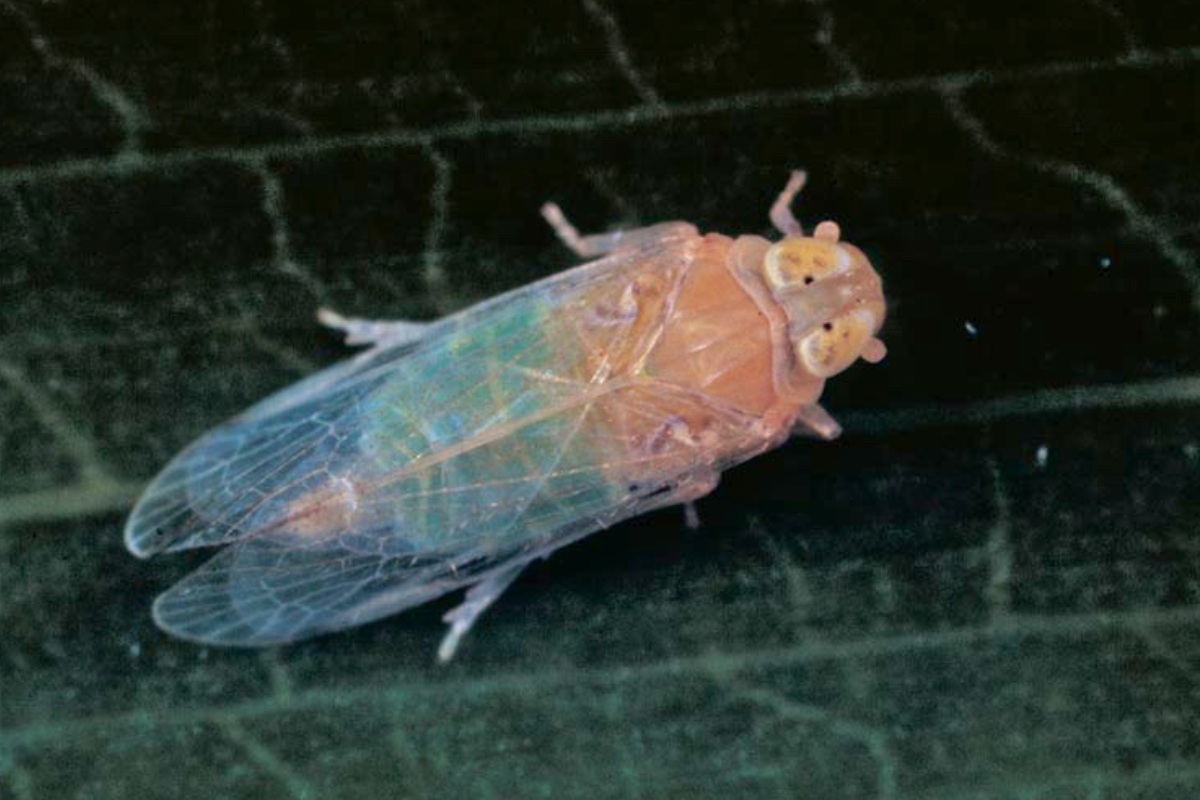 Closeup of planthopper insect (palm cixiid), vector responsible for spreading lethal bronzing disease in South Florida palms.