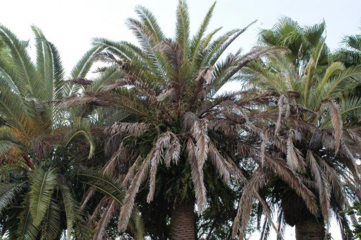 Canary Island date palms with severe canopy decline from lethal bronzing disease in South Florida.