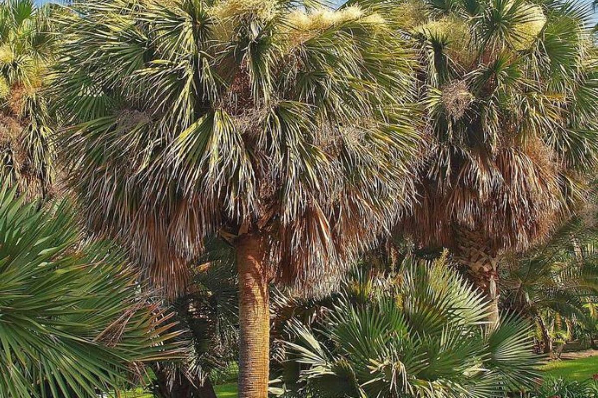 A cluster of full-grown sabal palms, near a home in Palm Beach, FL