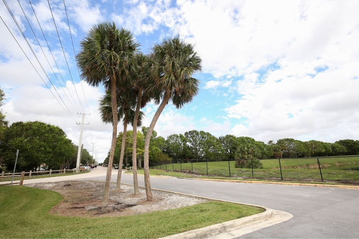 A group of sabal palms near the road, by a park in Hollywood, FL. 