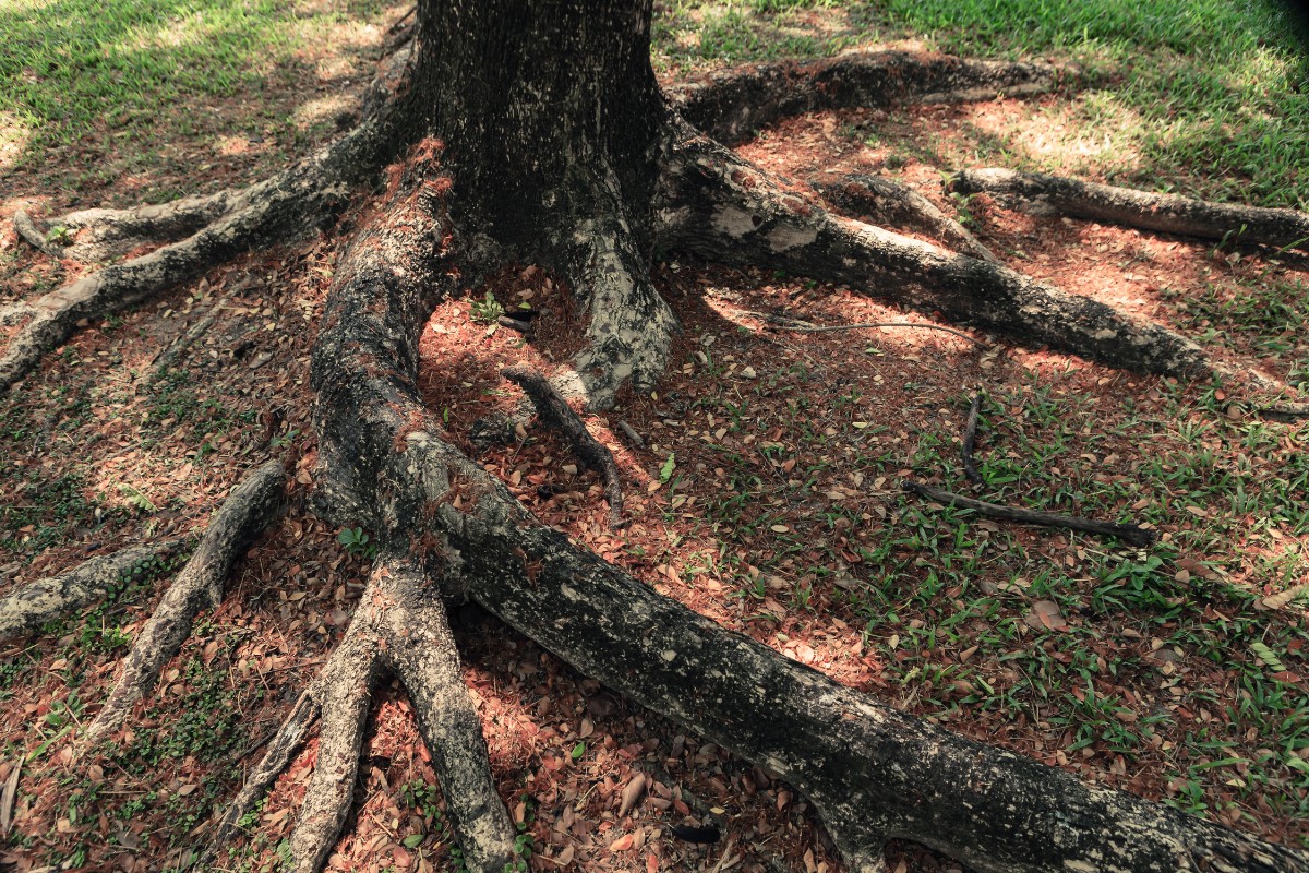 Exposed tree roots in a South Florida backyard, where years of erosion have worn away the soil and left roots visible through thinning grass.