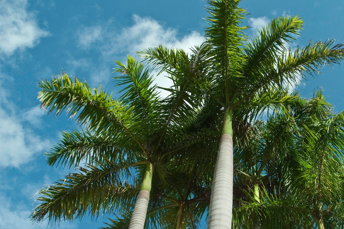 Looking up at a group of tall royal palms with smooth gray trunks and full green crowns against a bright blue South Florida sky.