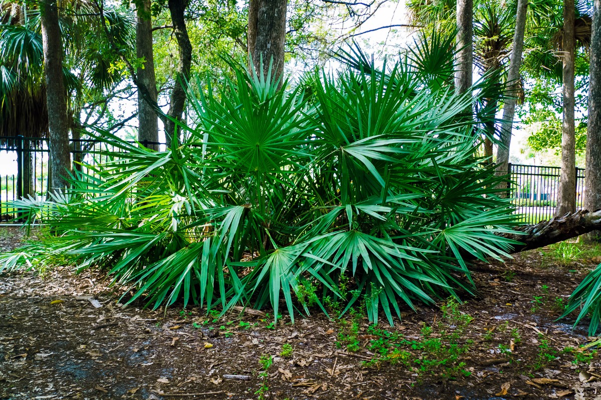 Cluster of native saw palmettos growing in a landscaped garden bed, surrounded by taller palm trees in a South Florida yard.