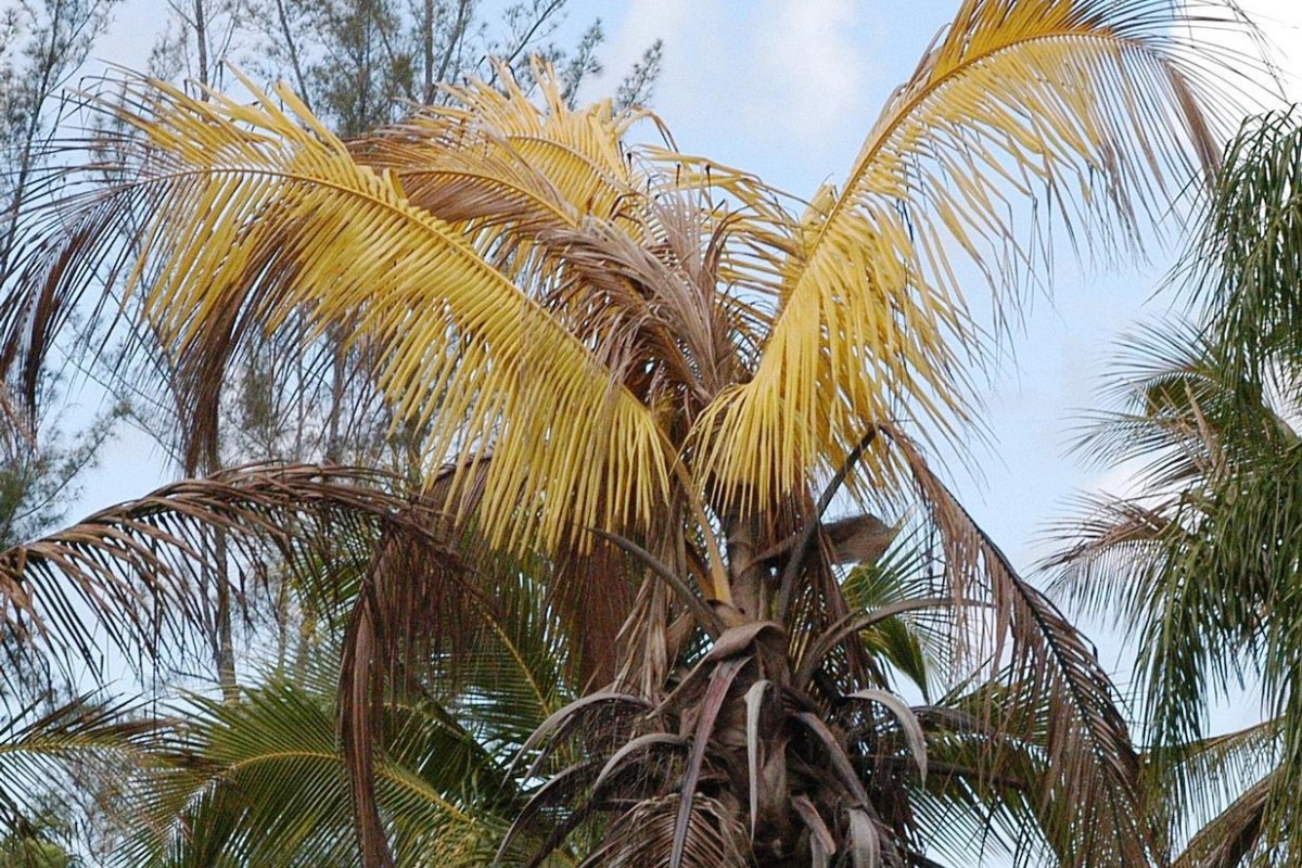Palm tree showing signs of lethal yellowing with drooping, discolored fronds and a collapsing crown, a common disease that kills palms from the top down.