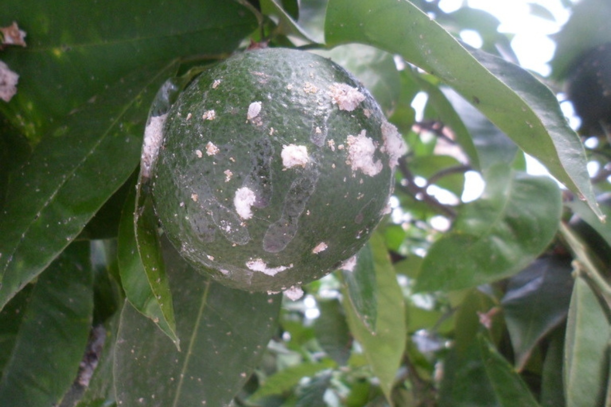 Citrus mealybug infestation on citrus fruit showing white cotton-like masses and waxy coating typical of this South Florida tree pest.