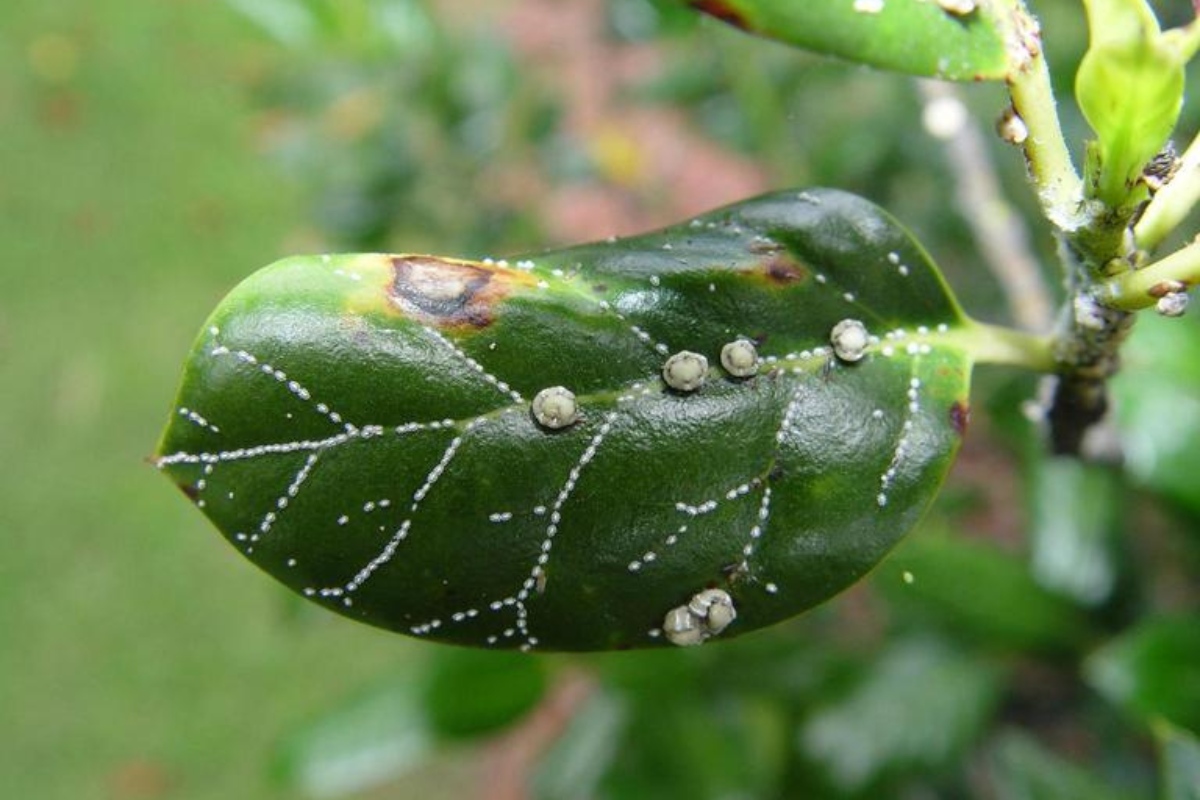 Close-up of Florida wax scale insects on green leaf showing characteristic dome-shaped protective coverings and waxy secretions that homeowners should watch for in South Florida landscapes.