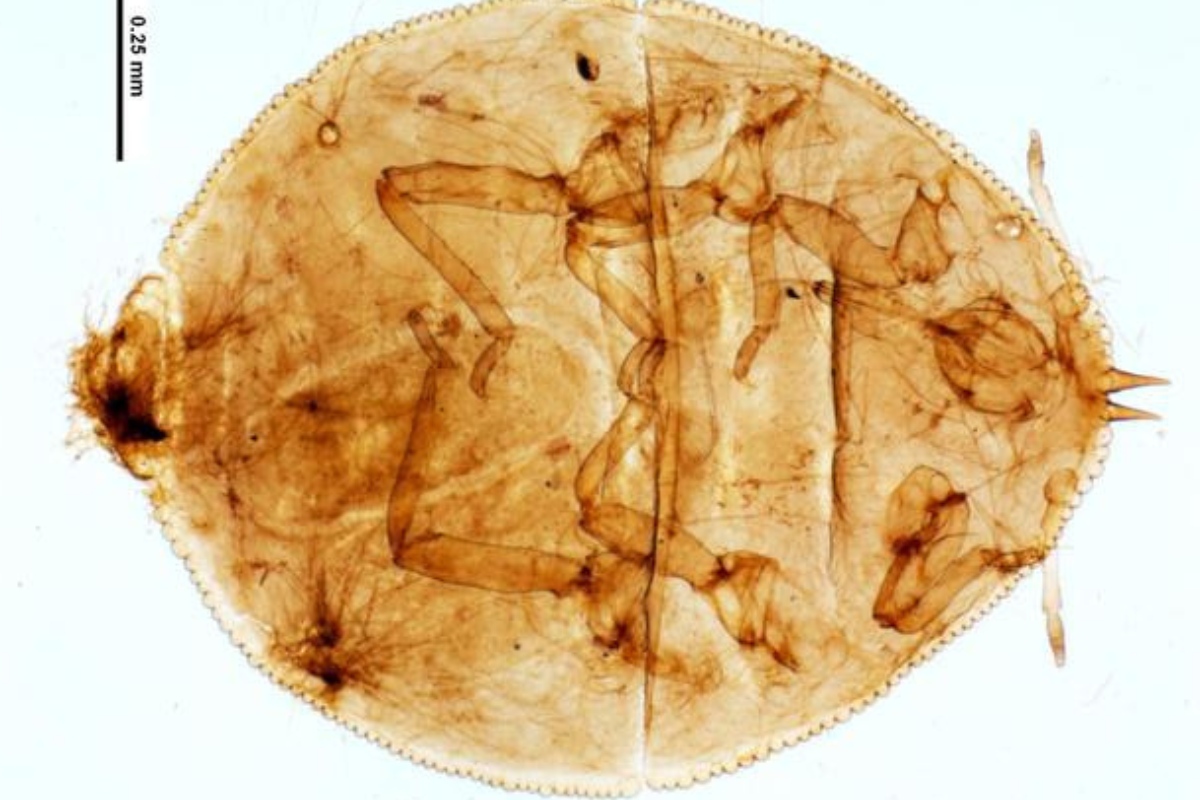 Microscopic specimen of palm aphid showing internal body structure and segmentation, a scientific view of this unique South Florida tree pest species