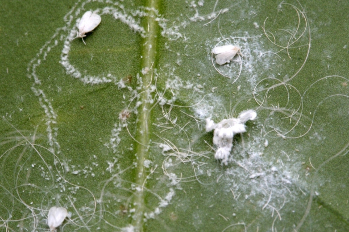 Rugose spiraling whitefly eggs arranged in distinctive spiral pattern on leaf underside with adult insects visible, showing key identification feature for South Florida homeowners.