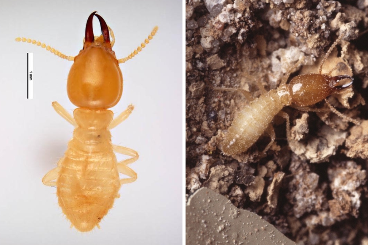 Left Image: Close-up laboratory specimen of Asian subterranean termite showing distinctive orange-brown coloration and segmented body structure, one of two parent species creating hybrid termites in South Florida.; Right image: Formosan subterranean termite worker in natural soil environment showing characteristic pale body and brown head, the second parent species contributing to South Florida's hybrid termite threat.