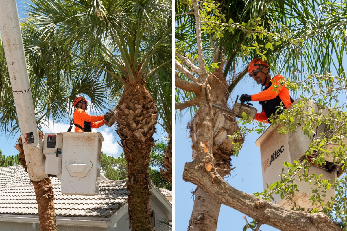 Sherlock Tree Company crew members in orange safety gear and helmets pruning a palm tree and trimming branches from a bucket truck at a South Florida residential property.