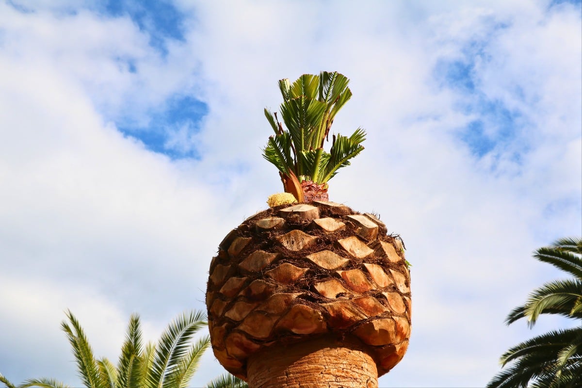 Close-up of a palm trunk carved into a diamond-shaped pineapple cut pattern with only a few small fronds remaining at the top, showing severe overpruning damage.