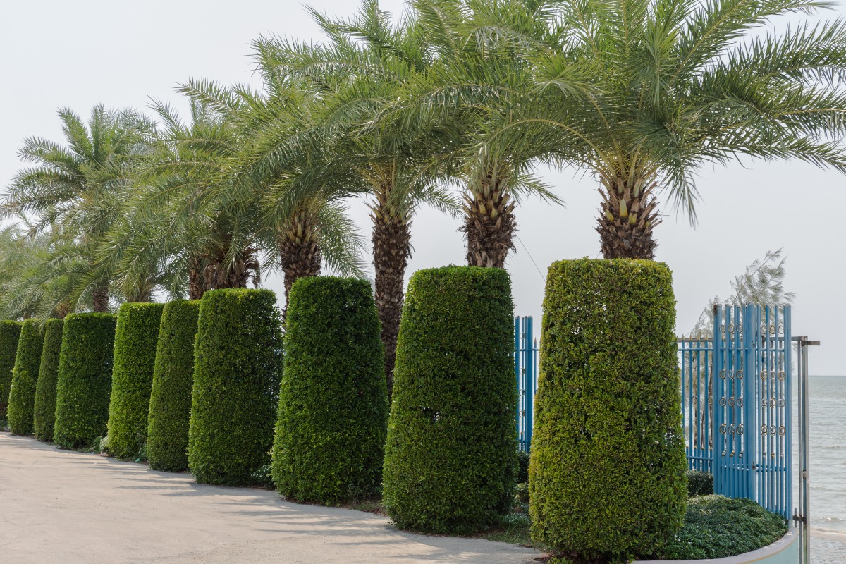 Row of properly maintained palm trees with full, rounded canopies rising above neatly trimmed hedges along a coastal walkway in South Florida.