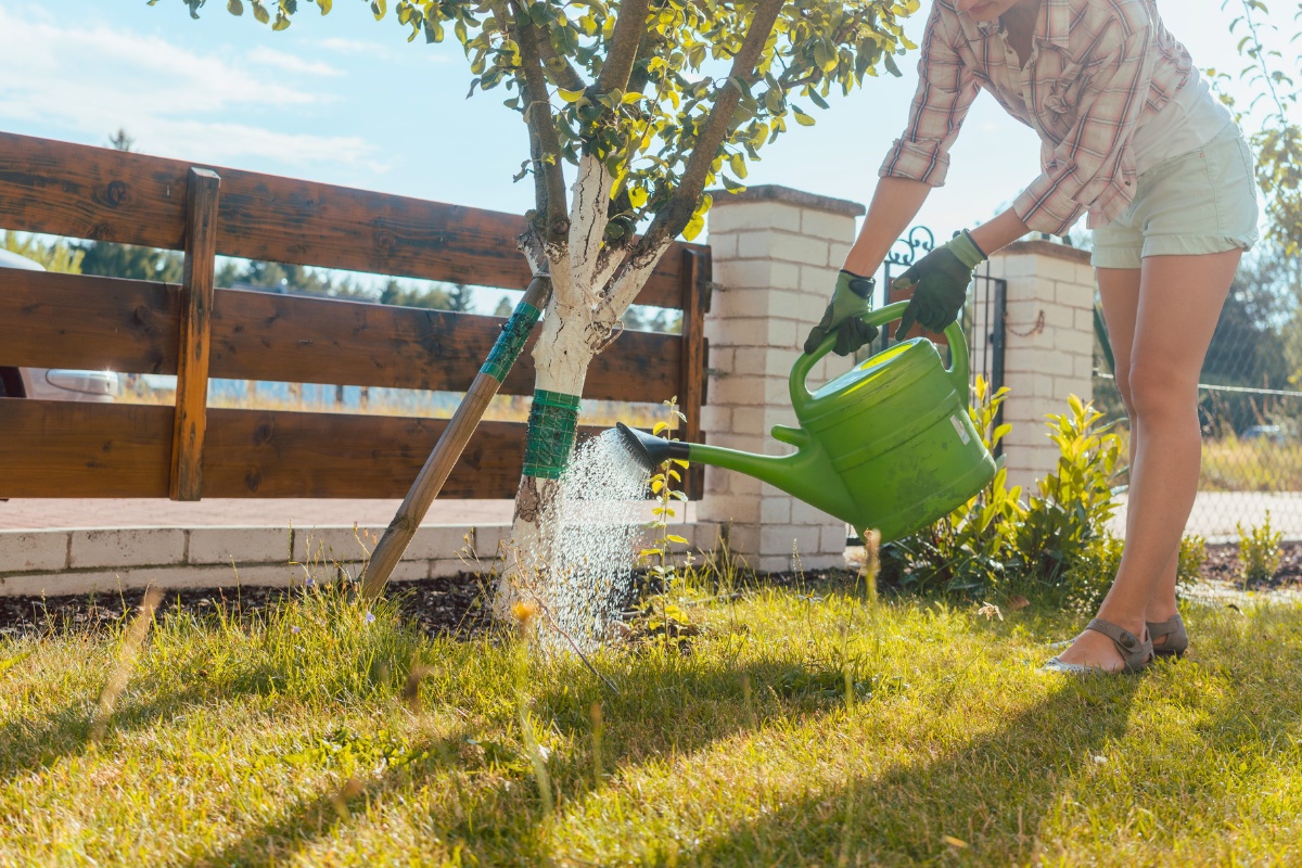 Person using a green watering can to water a young staked tree in a sunny backyard with yellowing leaves visible in the canopy.