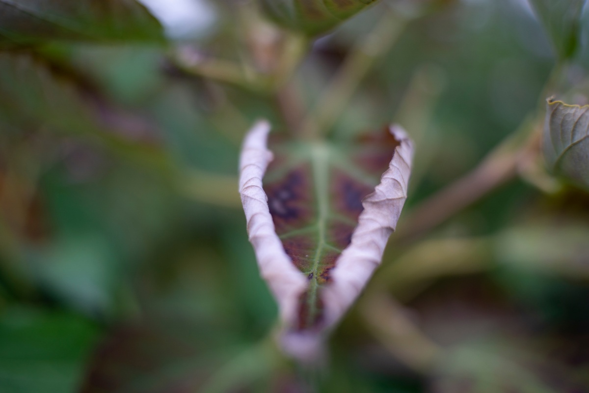 Close-up of a single leaf curling upward at the edges with brown discoloration spreading from the center, a common sign of water stress in trees.