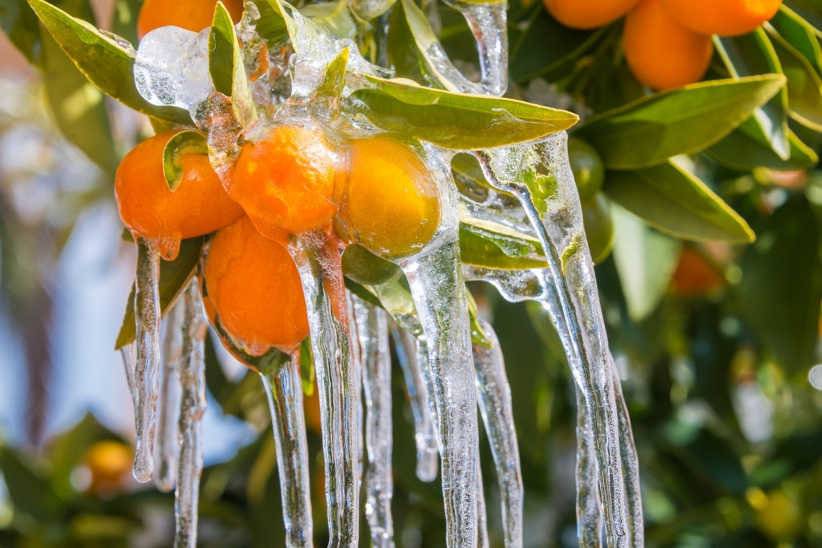 Orange citrus fruit on a tree branch covered in long icicles formed by freeze protection irrigation, showing ice encasing leaves and fruit.