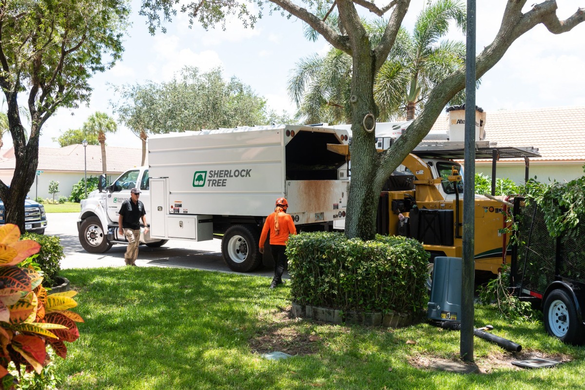 Two Sherlock Tree crew members work beside a branded chip truck and yellow wood chipper on a residential property shaded by a large oak tree.