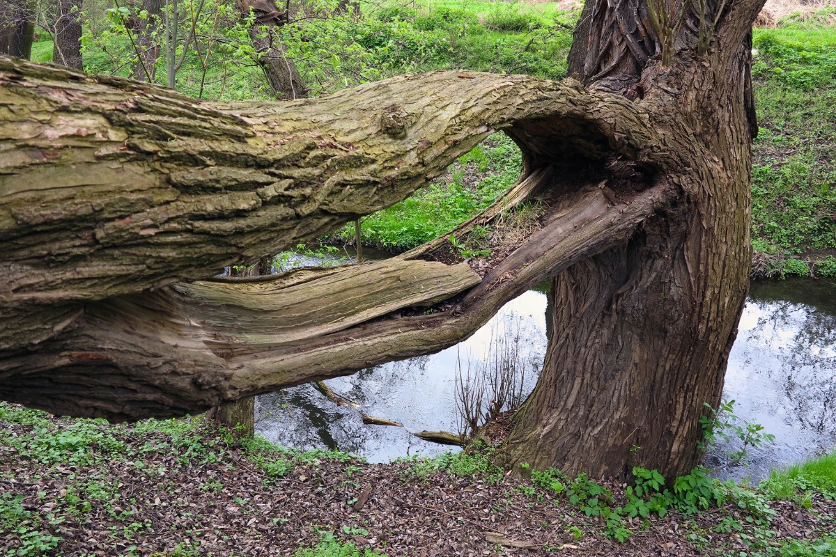 A large tree trunk has a major crack and split where a heavy branch has separated, exposing the interior wood near a small pond.