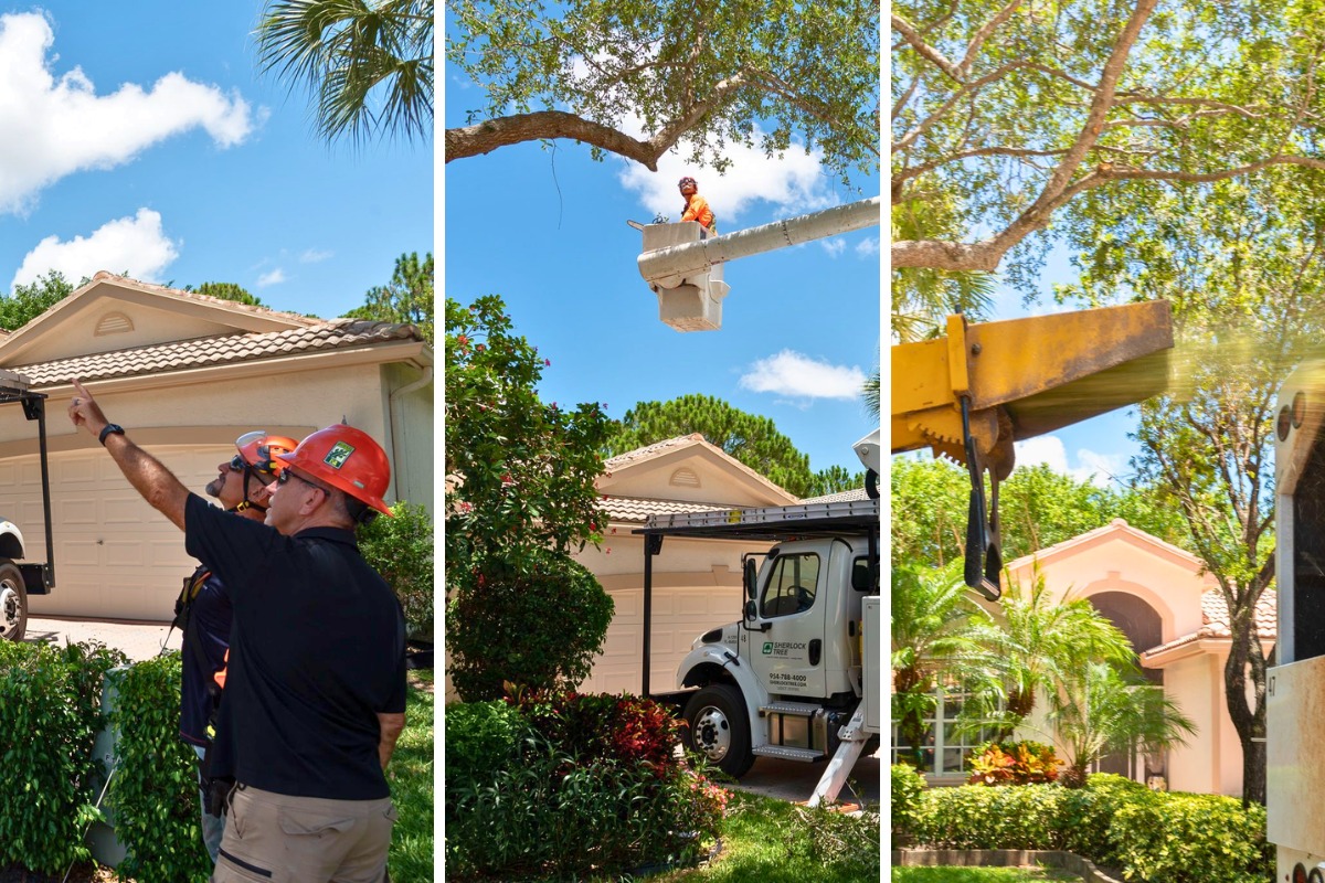 A three-panel photo shows a Sherlock Tree arborist and crew member inspecting a tree from the ground, a crew member pruning from a bucket truck, and a crane positioned near a residential tree canopy.