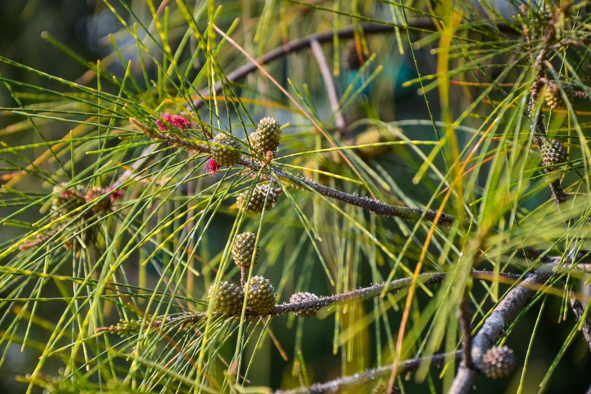 The needles and cones of the invasive Australian pine tree in South Florida.