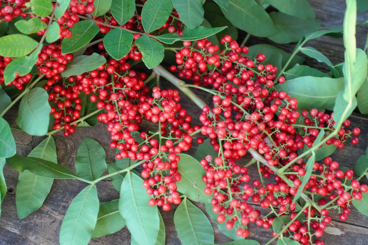 The red berries of the invasive Brazilian pepper tree in South Florida.