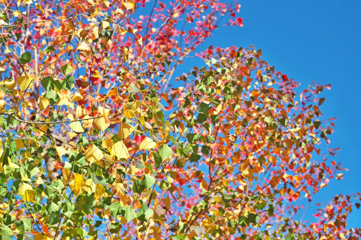 The colorful fall foliage of the invasive Chinese tallow tree in South Florida.