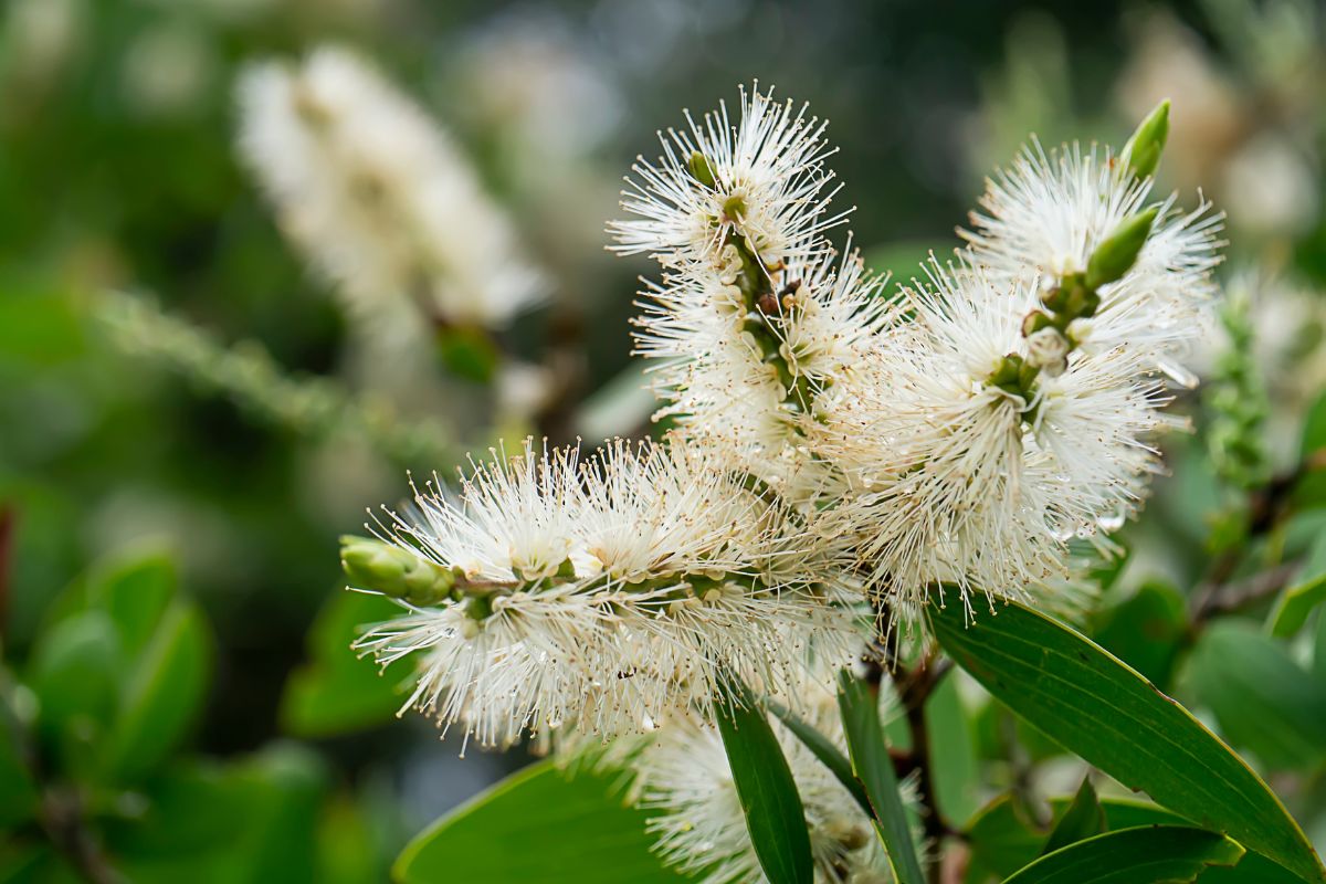 The white flowers of an invasive melaleuca tree or paperbark tree in South Florida.