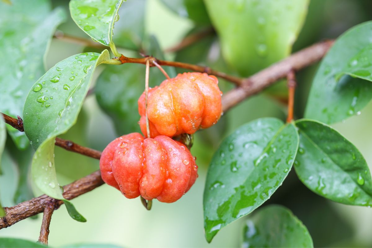 The pumpkin-like fruit on an invasive Surinam cherry tree in South Florida.