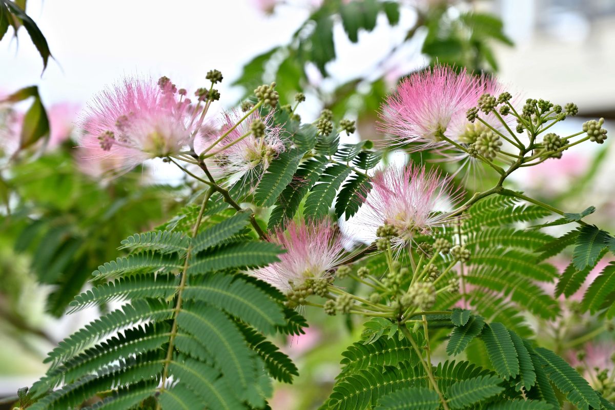 The fairy-like pink flowers of the invasive mimosa tree in South Florida.