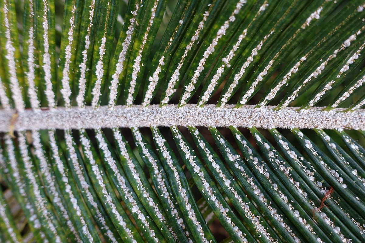 A palm frond in Florida is covered in white scales, which are masses of cycad aulacaspis scale.