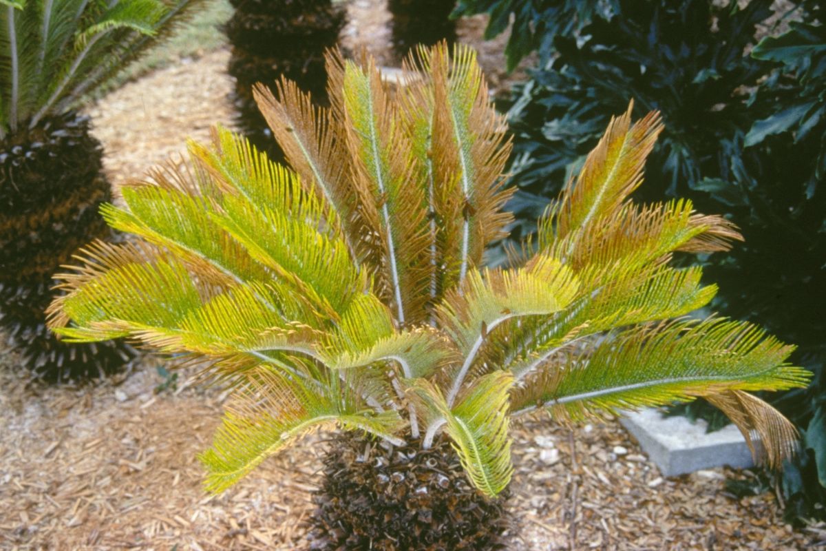 Yellowed small palm with cycad aulacaspis scale in Florida.