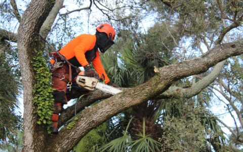 A Sherlock Tree employee uses a chainsaw in a tree canopy while balancing on a tree limb.