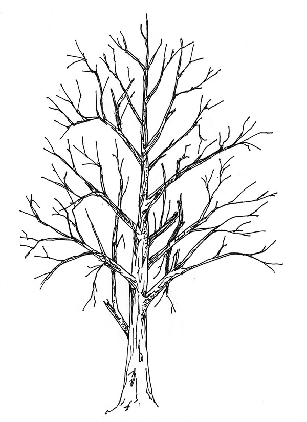 diagram of tree before pruning