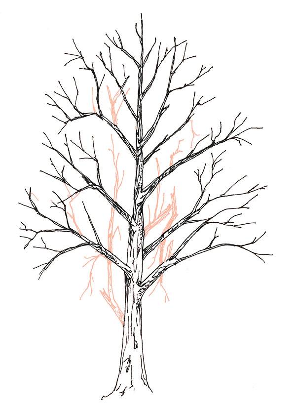 drawing of crown cleaning pruning