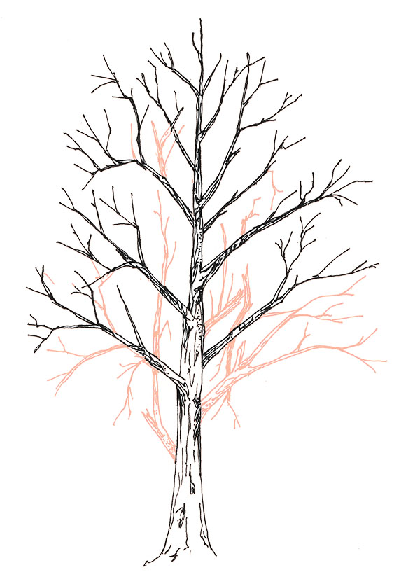 drawing of crown raising pruning