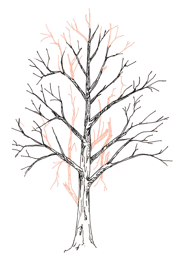 drawing of crown reduction pruning