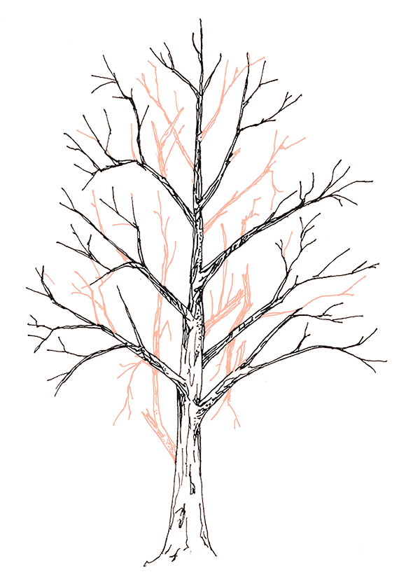 drawing of crown thinning pruning
