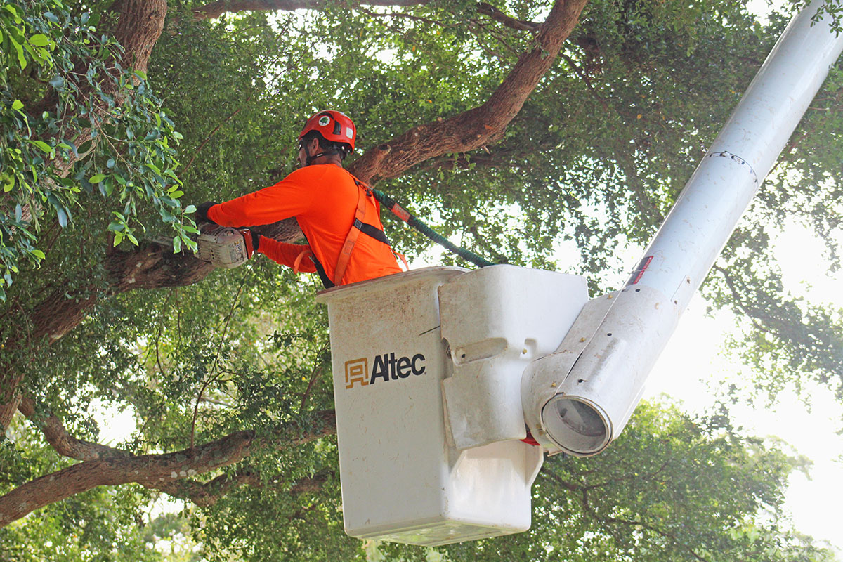 Sherlock Tree arborist doing structural pruning from a bucket truck