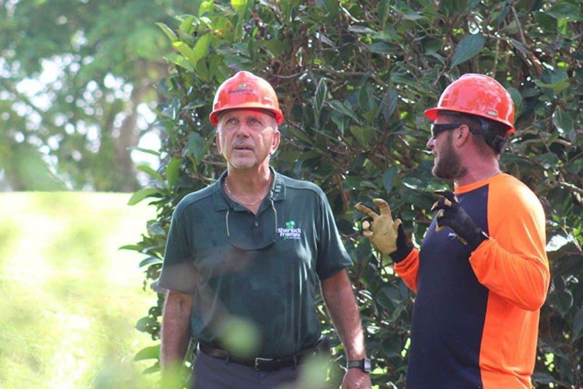 Sherlock Tree arborists discussing tree risk assessment and structural concerns at a South Florida property.