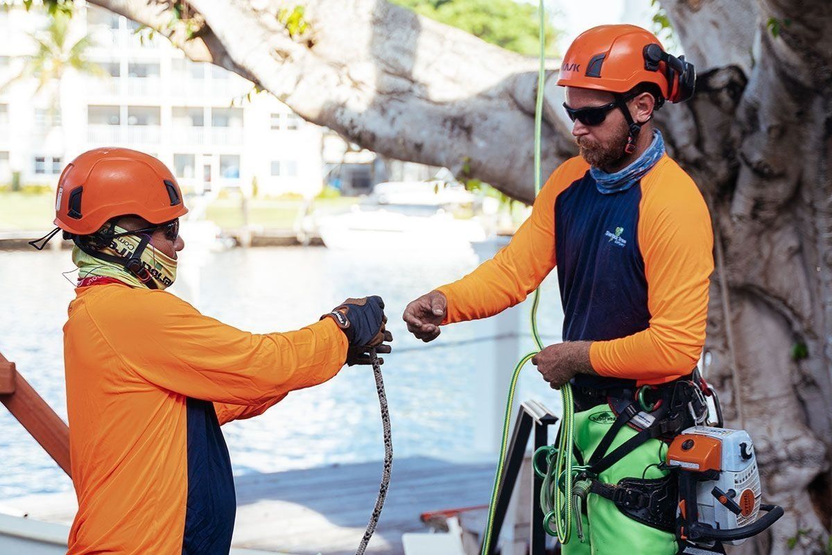 Sherlock Tree crew members using professional climbing and rigging equipment during tree care work in South Florida.