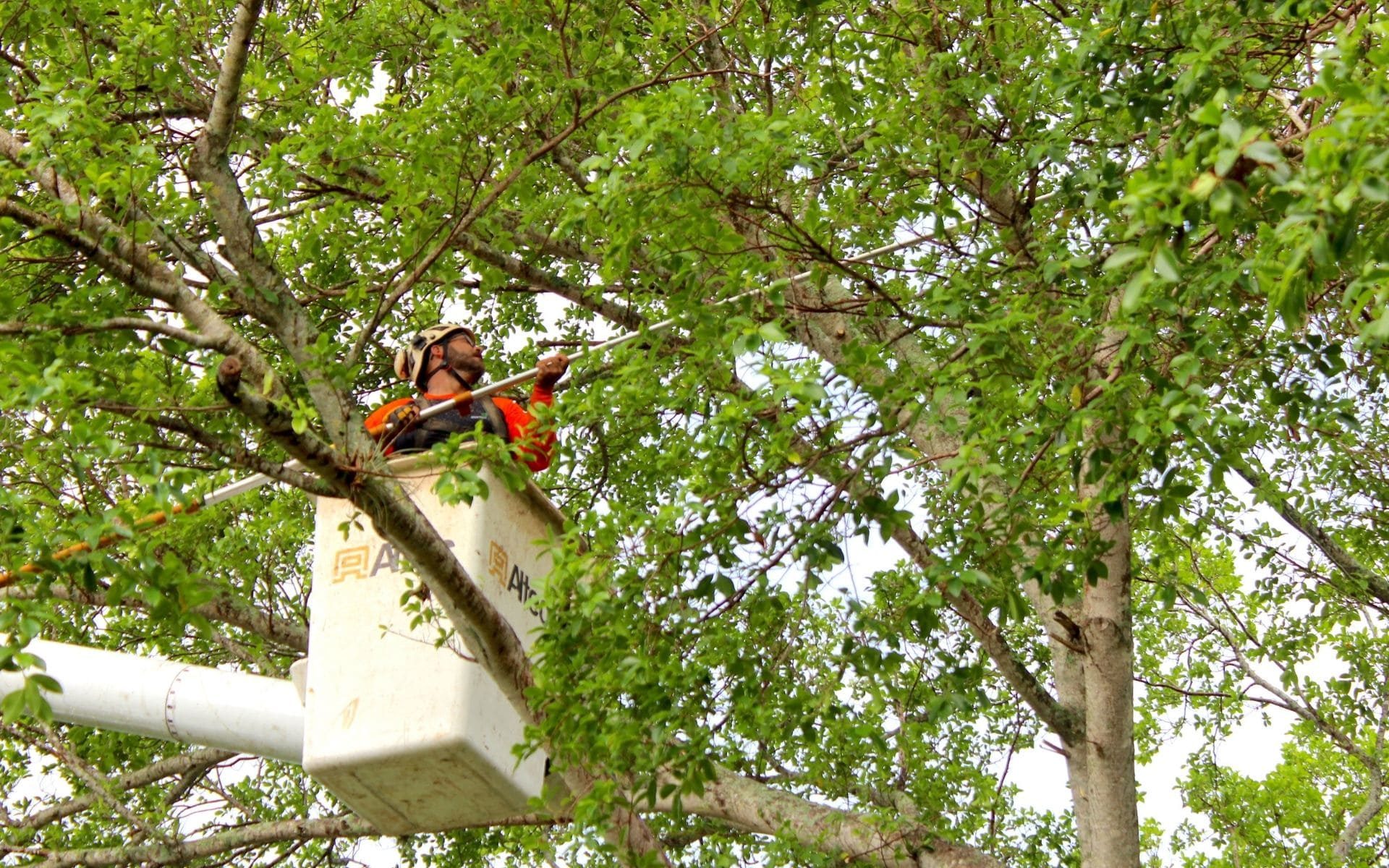 A Sherlock Tree Company crew member prunes a tree using a bucket truck and pole pruner.