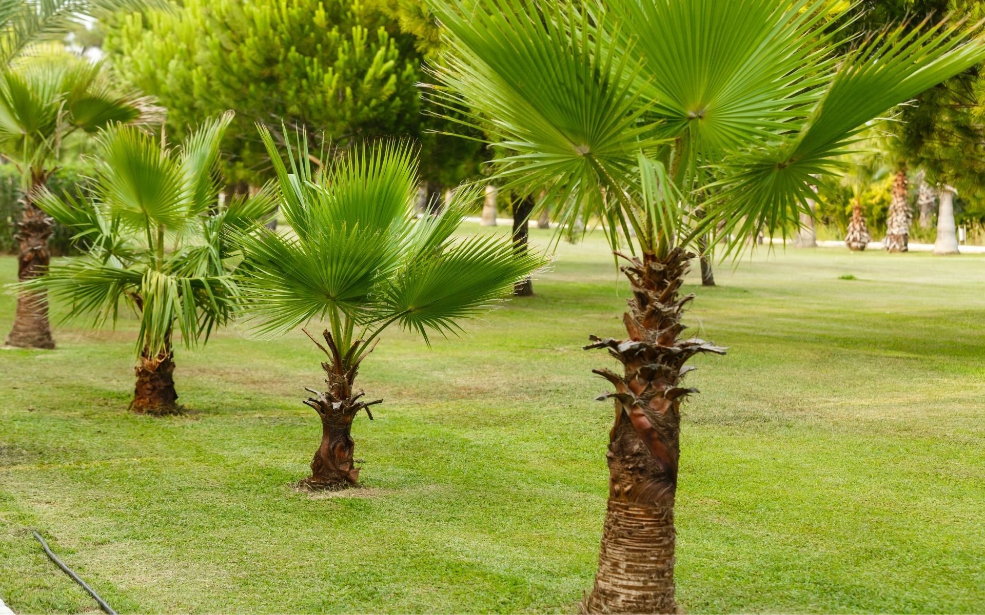 A row of young palms planted in a lawn.