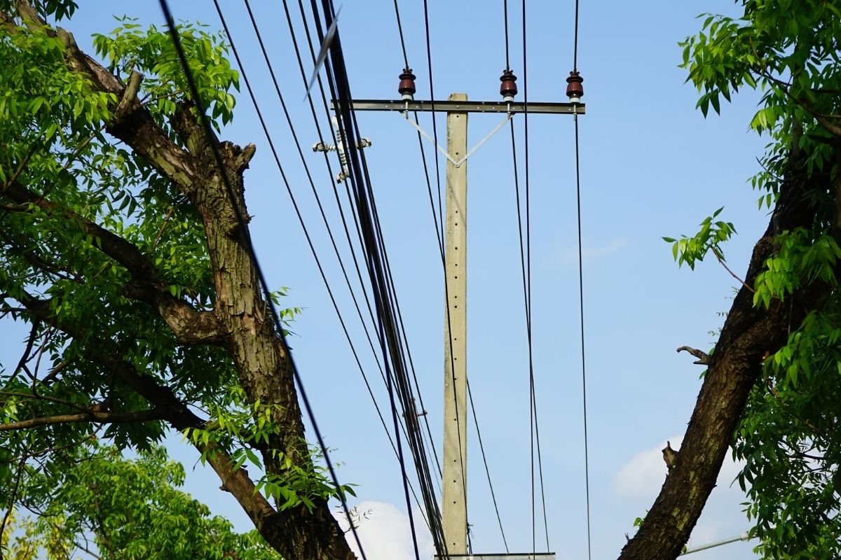Tree Pruning Around Power Lines Utility Line Clearing FAQs Sherlock
